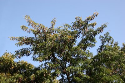 Locust Tree Foliage with Seed Pods