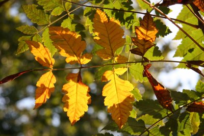 Golden Rain Tree Foliage