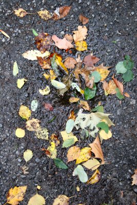 Sidewalk Foliage