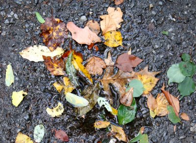 Sidewalk Foliage