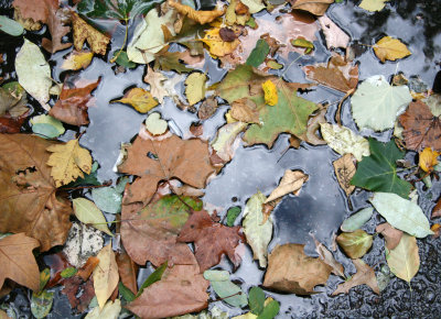 Sidewalk Foliage