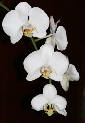 My Neighbors' White Orchids