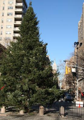 Christmas Tree at the Arch