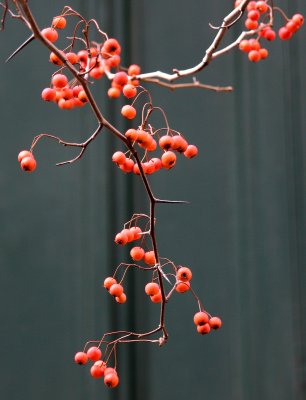 Presbyterian Church - Hawthorne Tree Berries