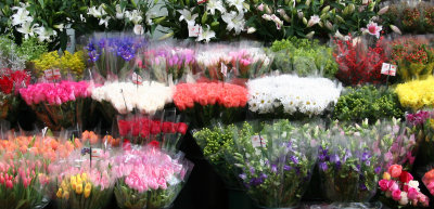 Cut Flowers for Sale