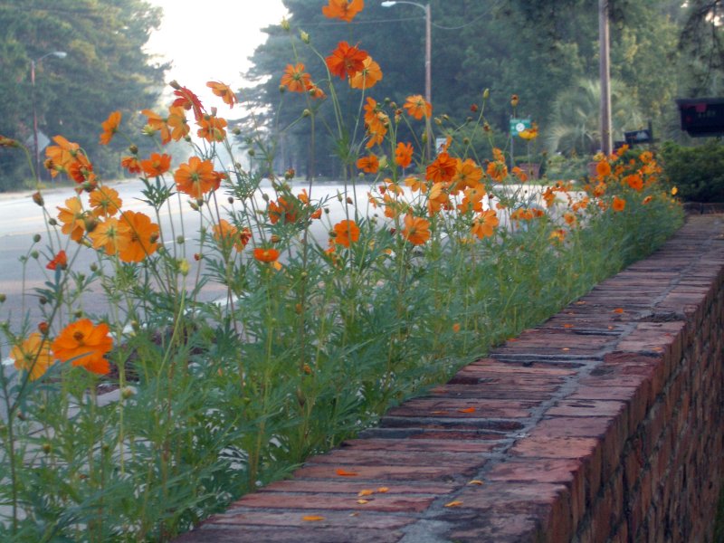 sidewalk3cosmos.jpg