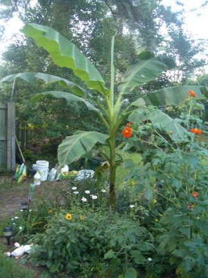 4IMGP3420web_bananaPlant.jpg