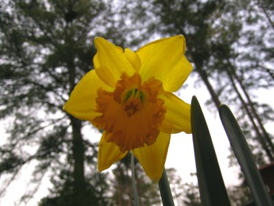 DSCN0372a_firstbloom.jpg