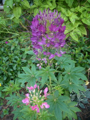 IMGP4957a_resize.jpg