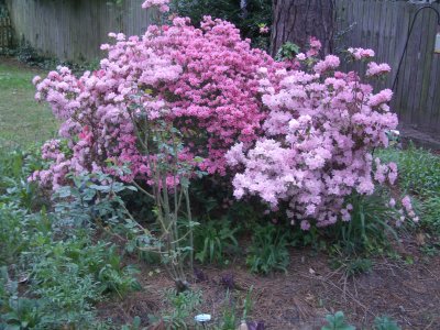 azaleasBackyard041205.JPG