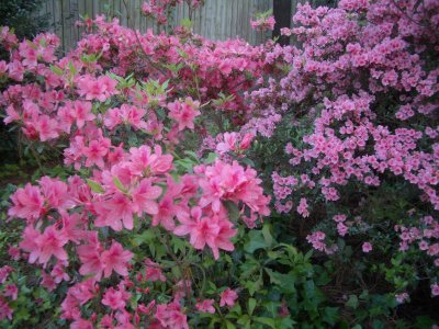 azaleasBackyard041405.JPG