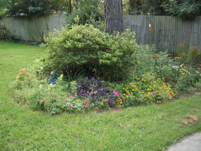 backPine071004.JPG