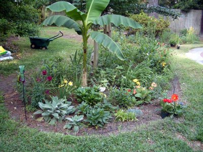 backyard1.jpg