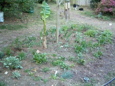 backyard2_040405.jpg