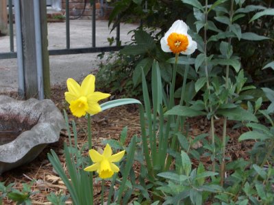 daffodils031504.JPG