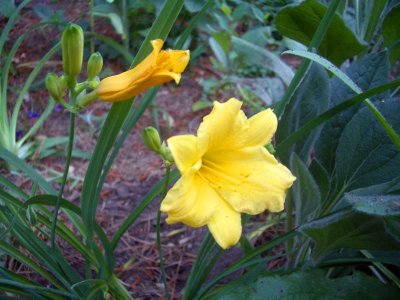 daylily1.jpg