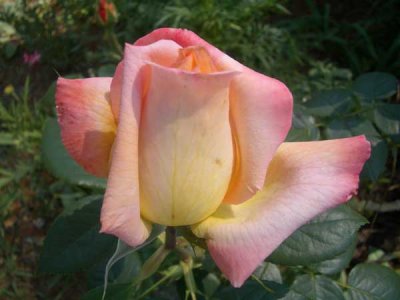 Doug and Ann Baker's Rose - 4708 Trenholm