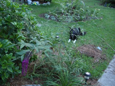 mansBestFriend052104.JPG