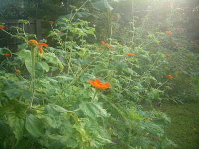 mexicanSunflower.jpg