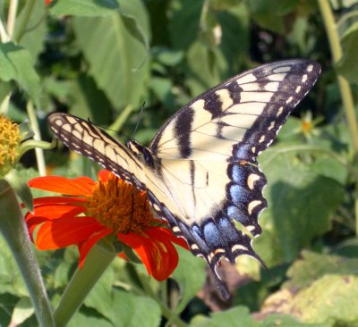 Butterfly - Mexican Sunflower - 4708 Trenholm