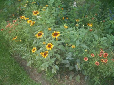 oval060705.JPG