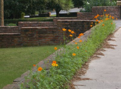sidewalk_cosmos.jpg