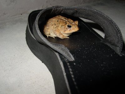 Shoe toad