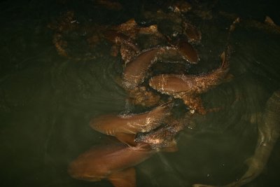 Nurse sharks. Islamorada.