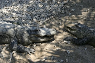 Alligators, Everglades.