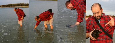 Hunting down a horseshoe crab.