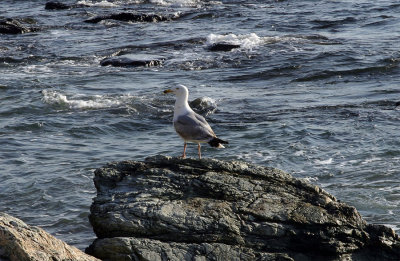 Newport, Rhode Island.