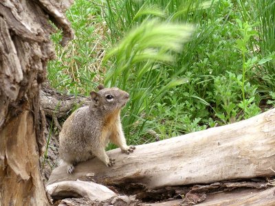 Squirrel at Watson Lake, Prescott, AZ