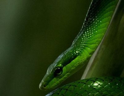 Red-tailed Green Ratsnake