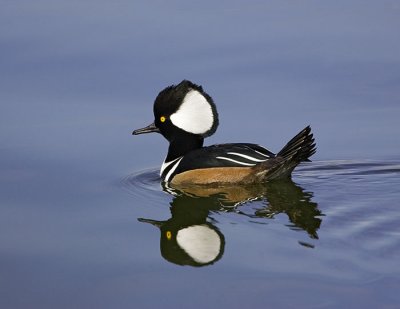 Hooded Merganser - Male