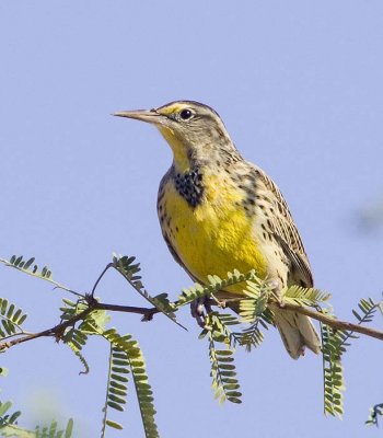 Western Meadowlark