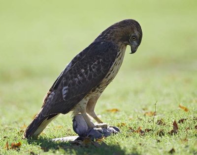 Redtail With Pigeon Kill