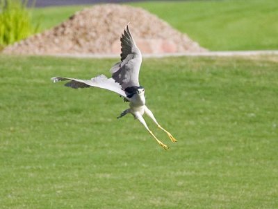 Black-crowned Night Heron