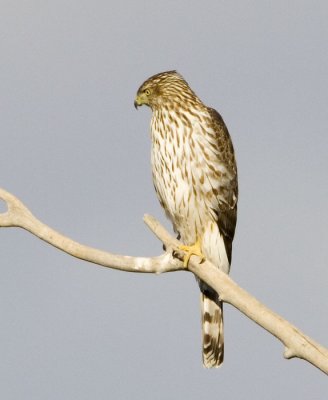 Cooper's Hawk - Juvenile
