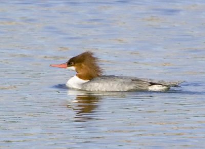 Common Merganser