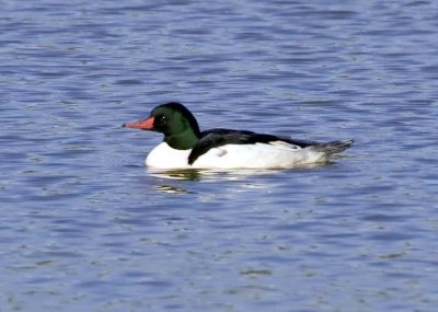 Common Merganser - Male