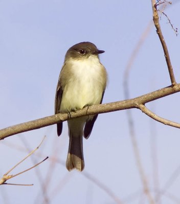 Eastern Phoebe?