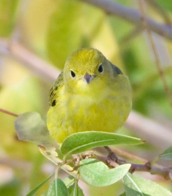 Yellow Warbler