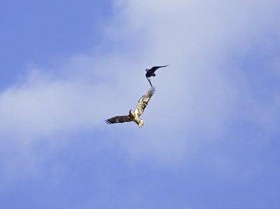 Immature Bald Eagle Gets Buzzed by Crow