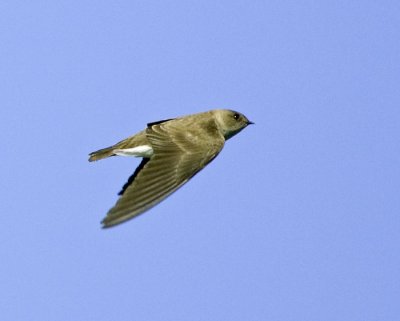 Northern Rough-winged Swallow (I think)