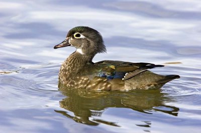 Female Wood Duck