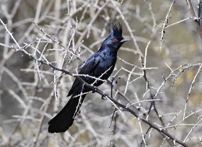 Phainopepla