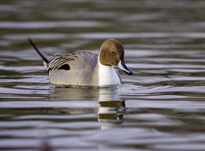Pensive Pintail
