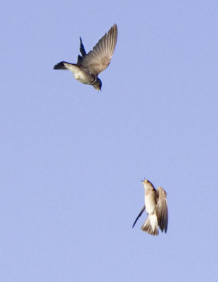 Swallow Fight