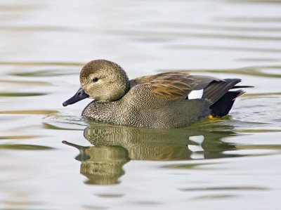 Gadwall