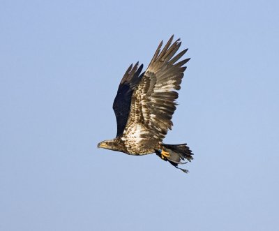 Immature Bald Eagle with American Coot Dinner